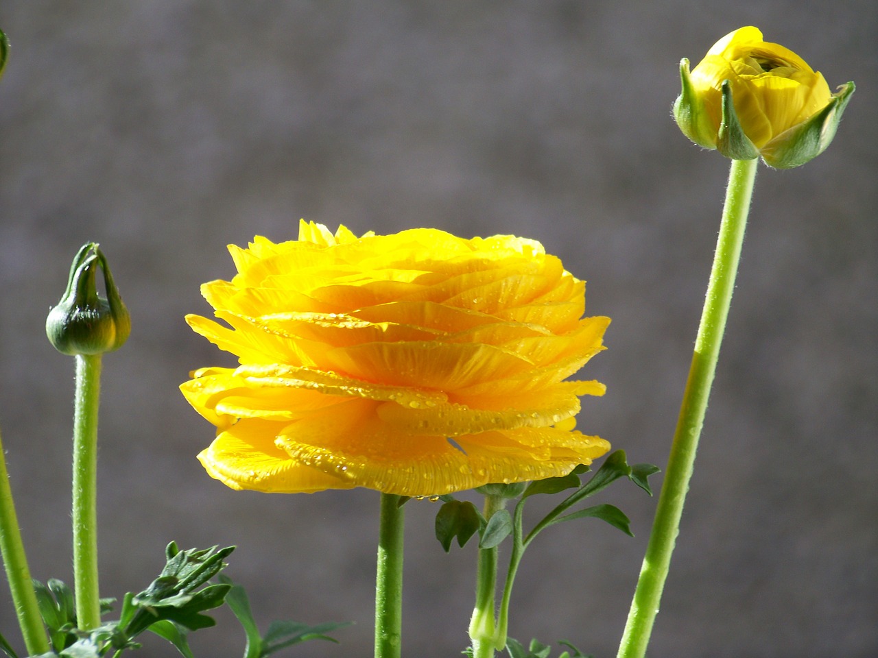 flower yellow flower flora free photo