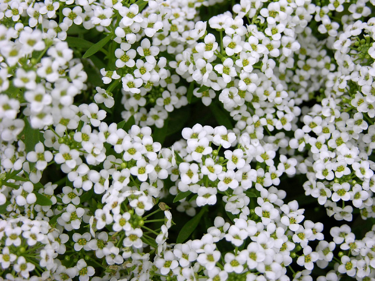 flower white garden free photo