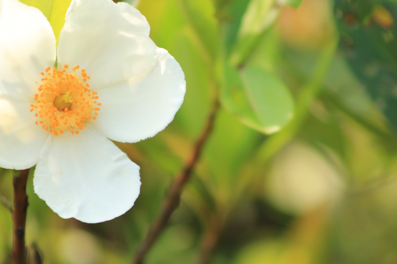 flower white nature free photo