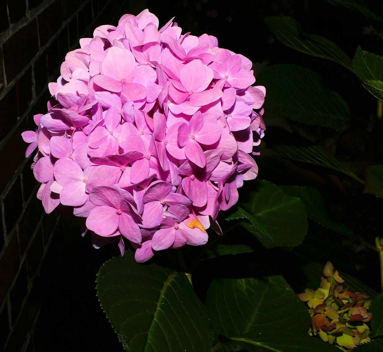 flower flowers hydrangeas free photo