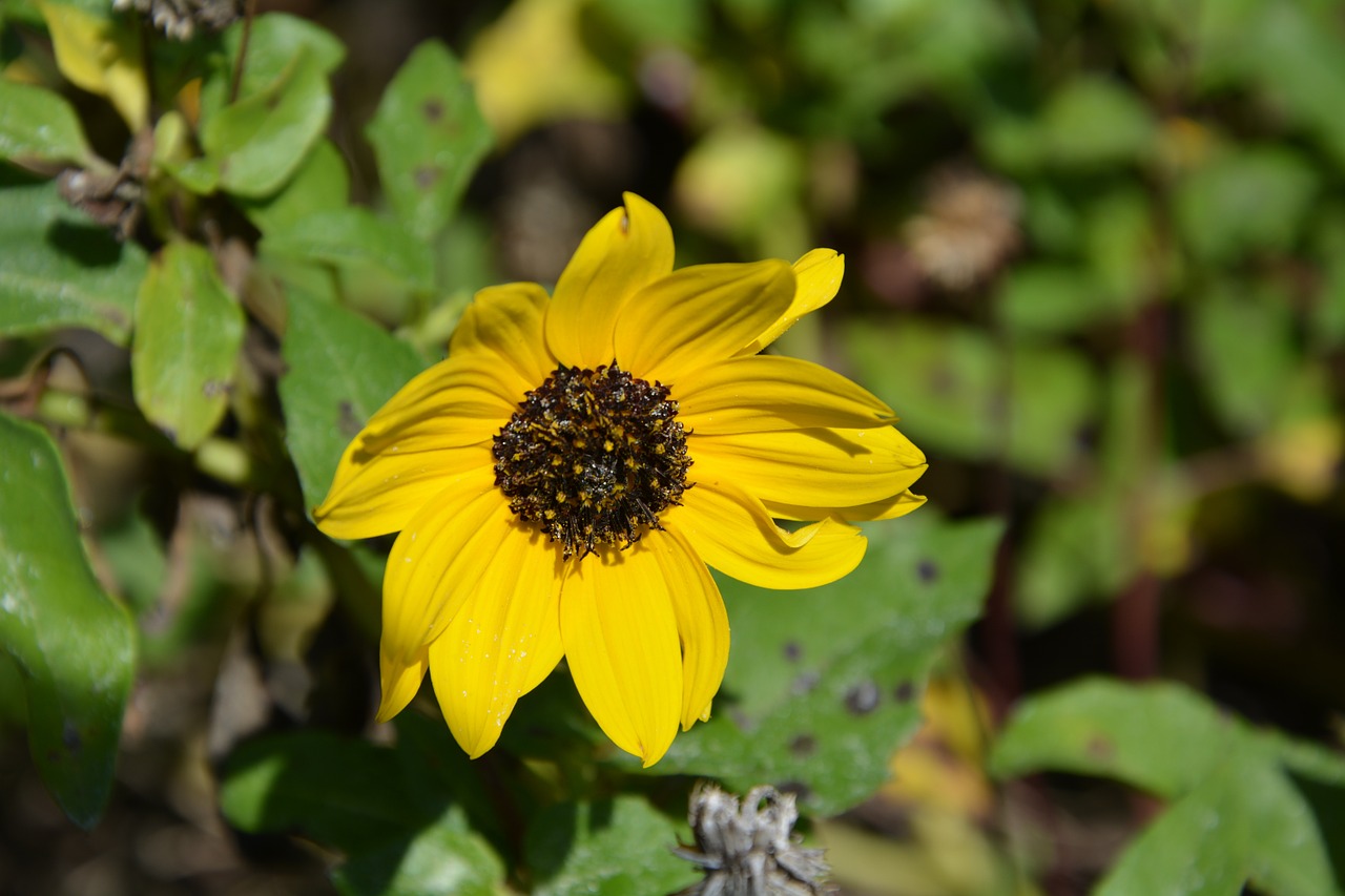 flower yellow close free photo