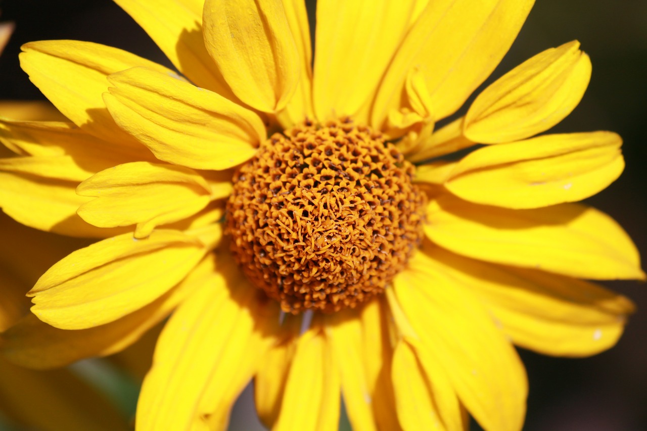 flower yellow plant free photo