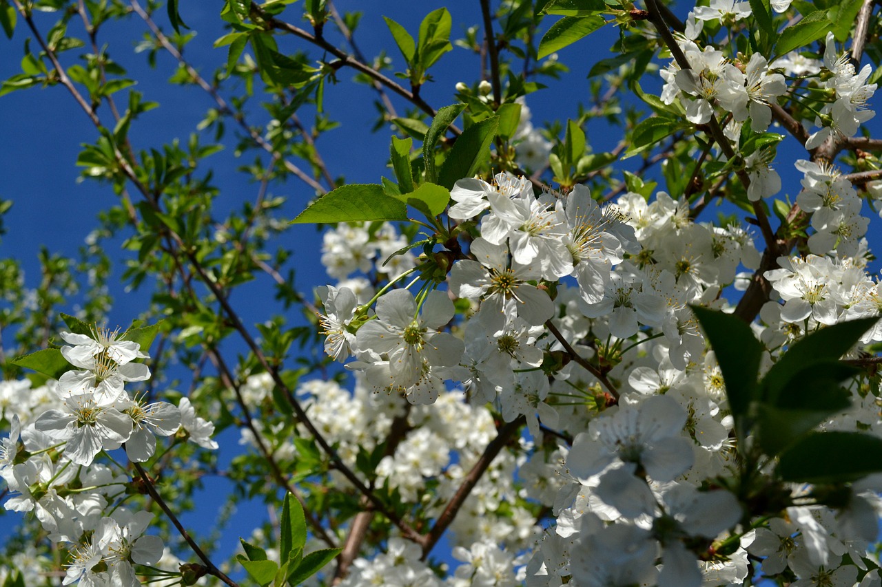 flower cherry spring free photo