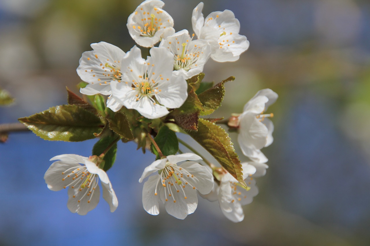 blossom bloom white free photo