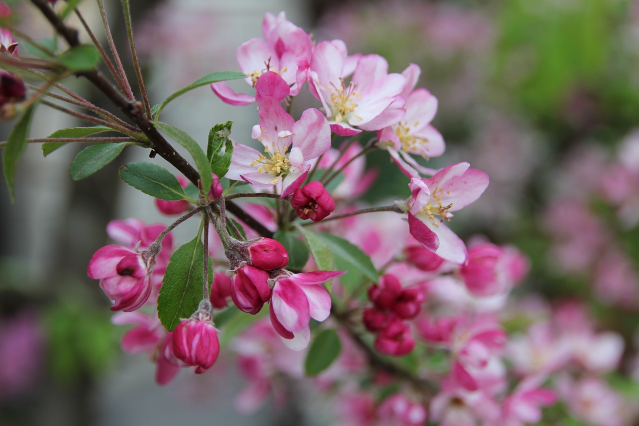 blossom bloom pink free photo