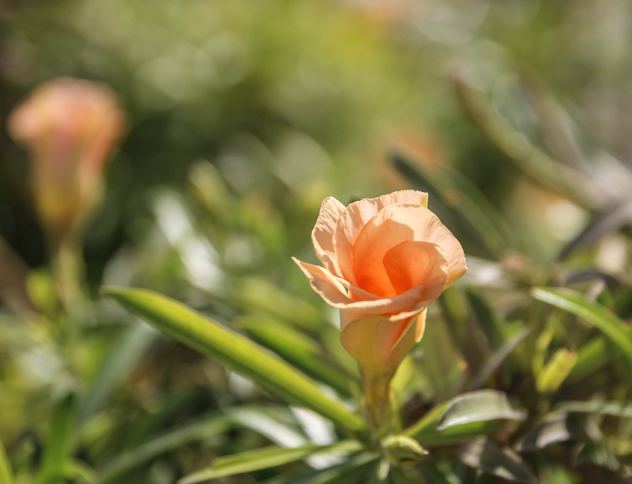 flower plant botany free photo