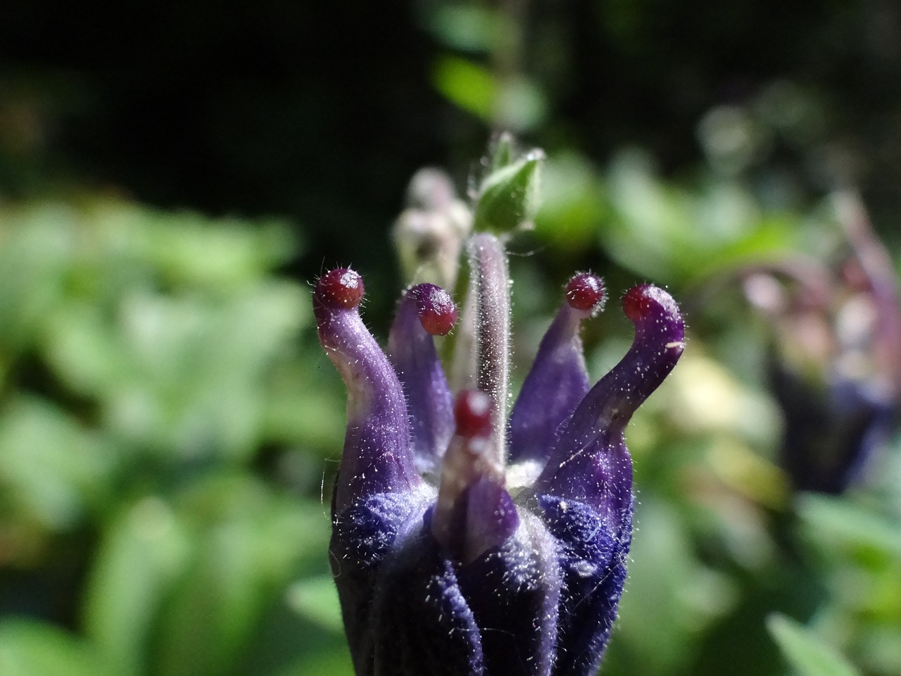 blossom bloom flower bud free photo