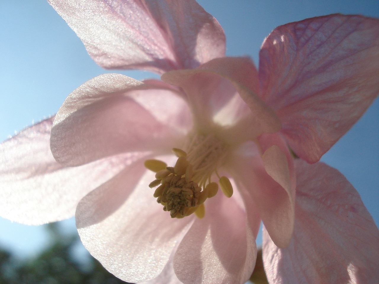 blossom bloom sunshine free photo