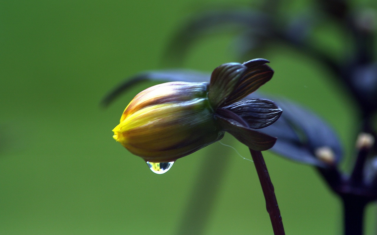 flower raindrop yellow free photo