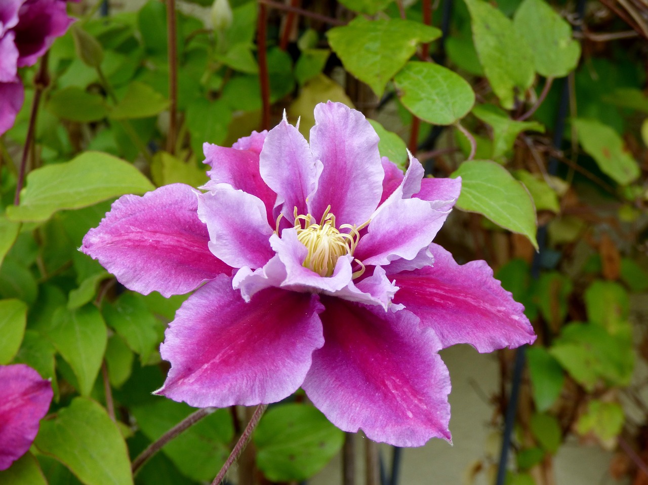 flower pink bloom free photo