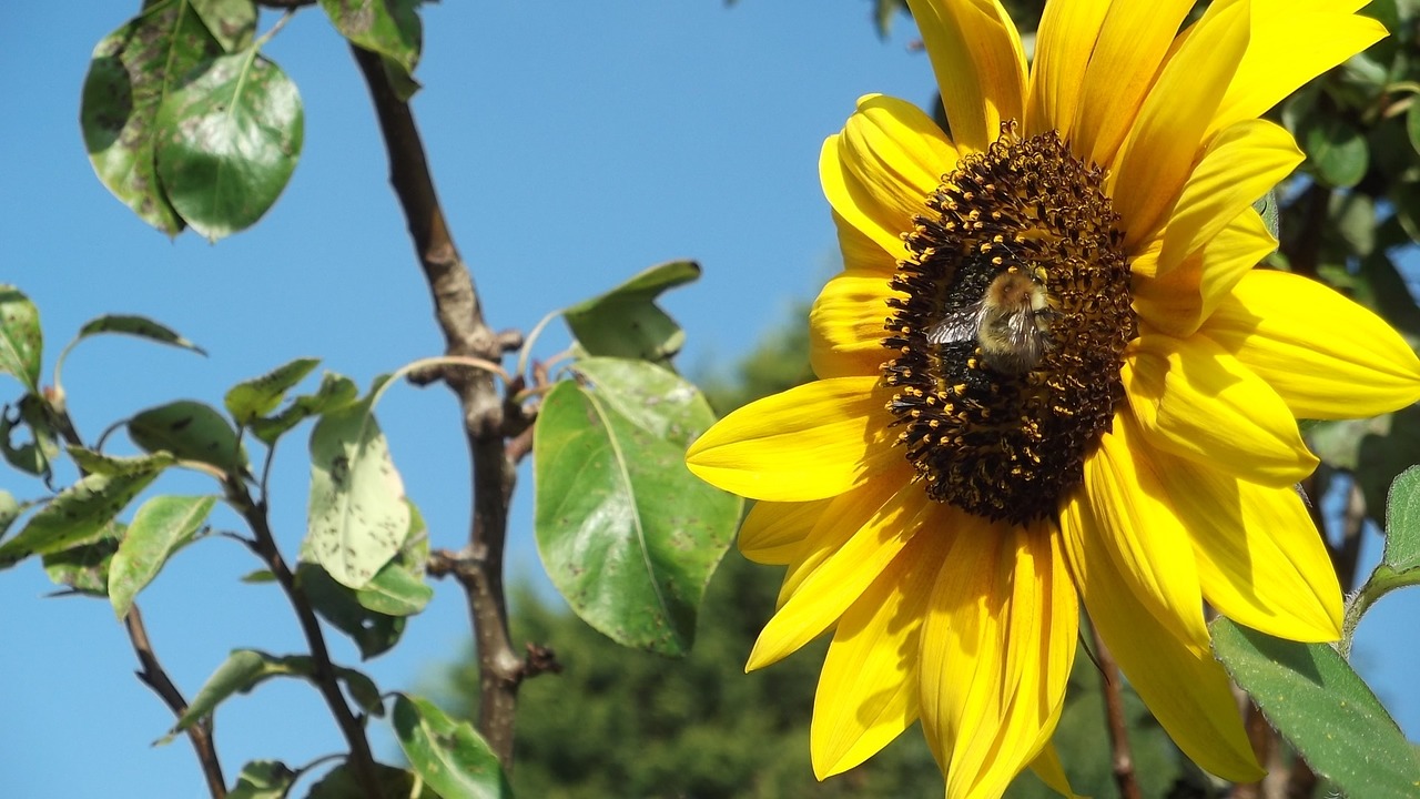 flower bee nature free photo