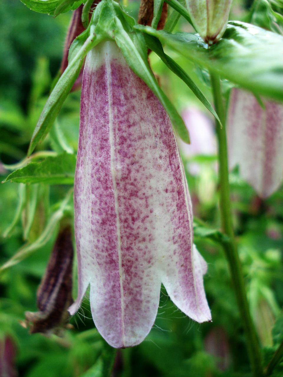 flower bell nature free photo