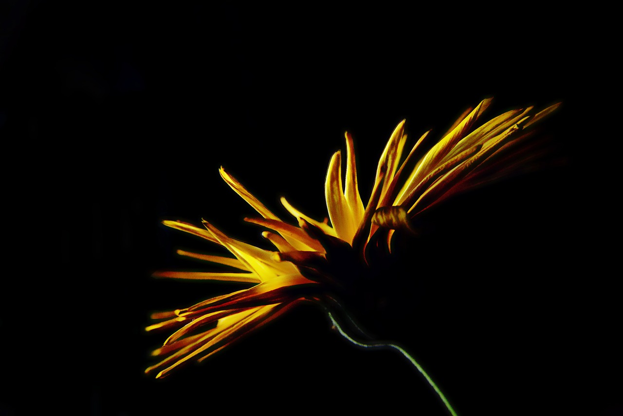 flower yellow light free photo