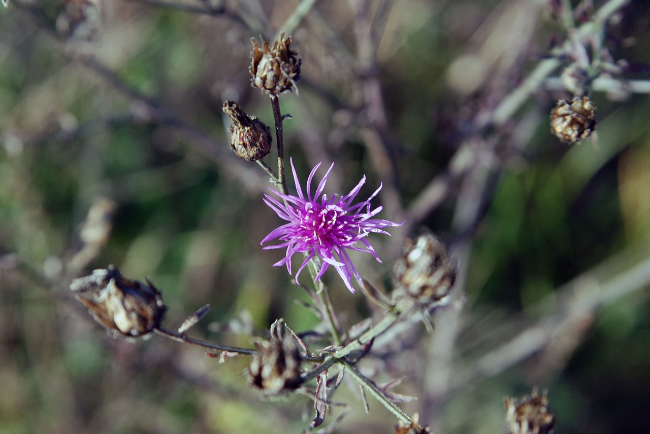 flower purple nature free photo