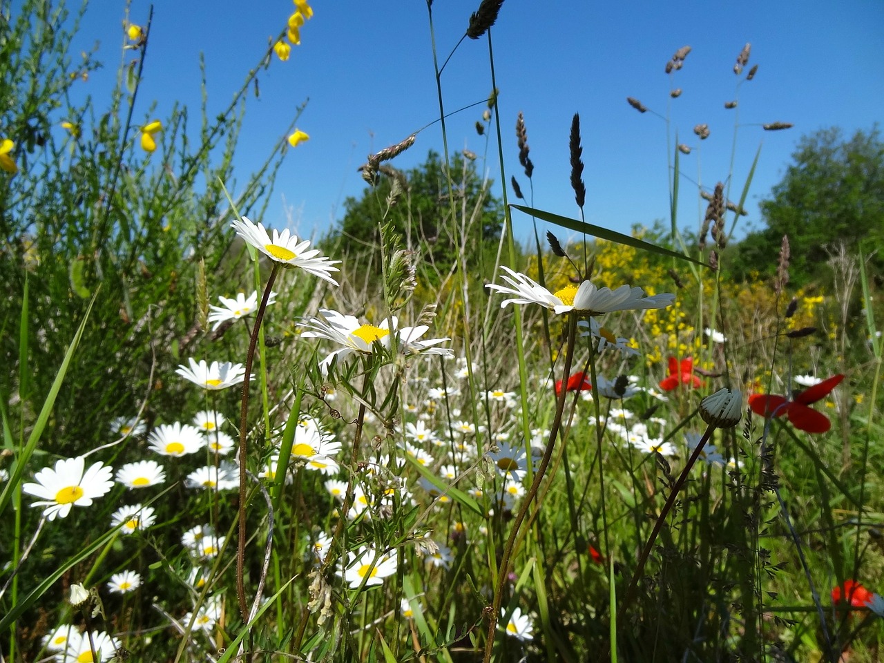 flower wild flower wild plants free photo