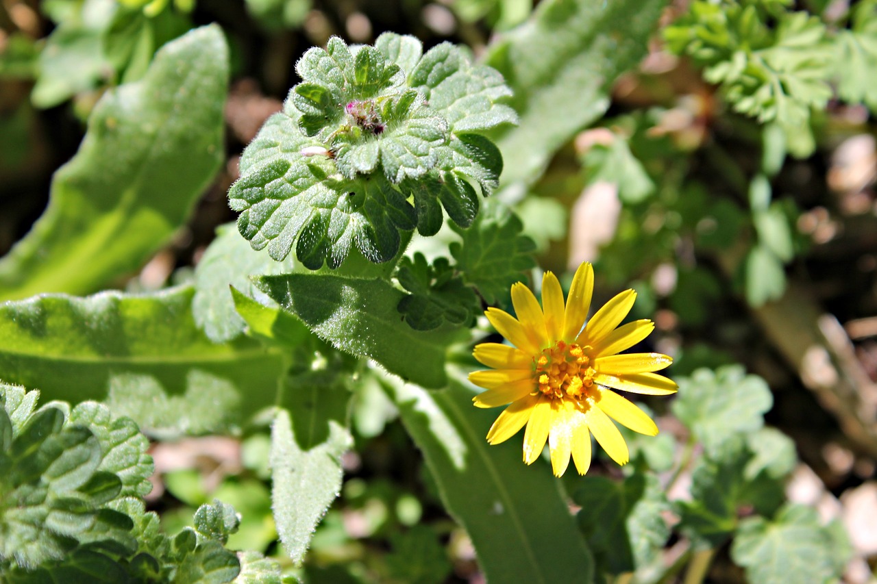 flower yellow wild free photo