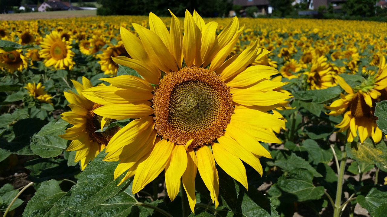 flower plant sun flower free photo