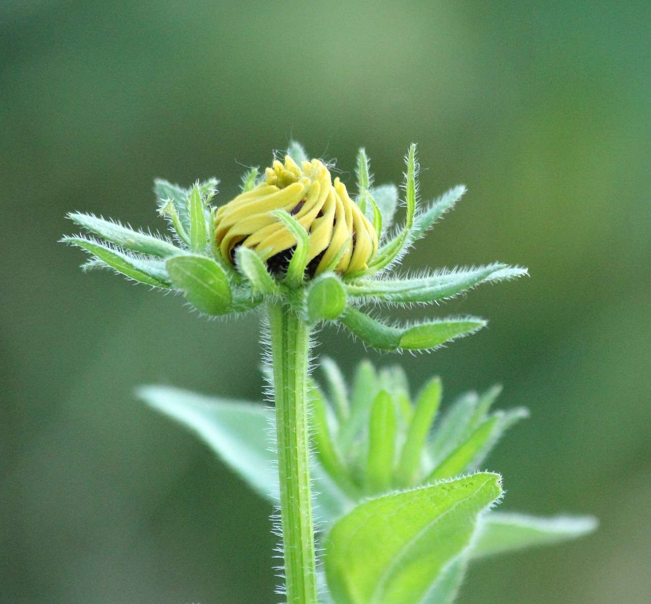 flower daisy yellow free photo