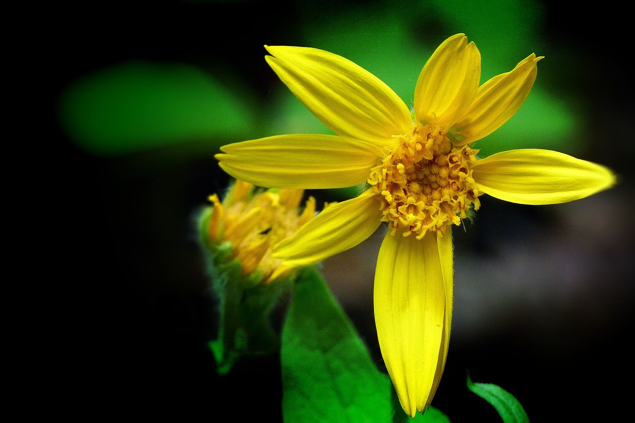 flower yellow wild free photo