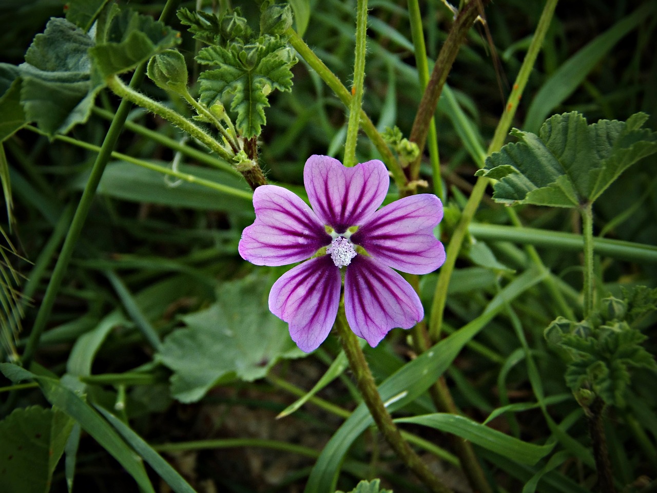 flower wild field free photo