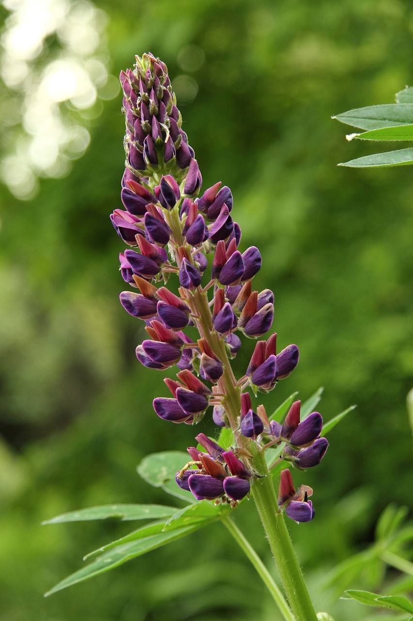 flower purple plant free photo