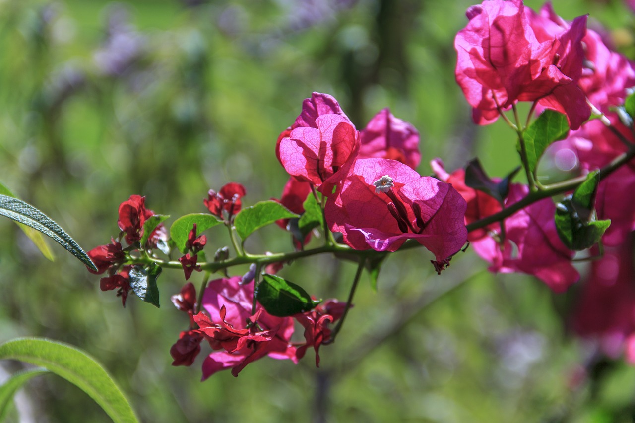 flower nature spring free photo