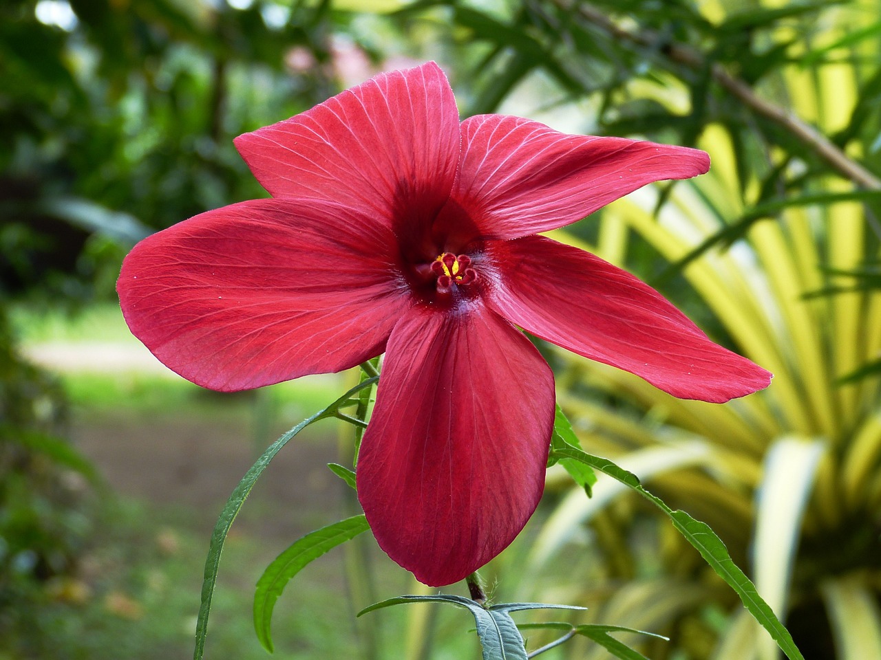 blossom bloom flower free photo