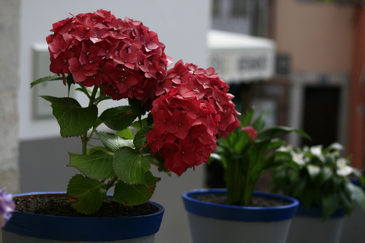 flower red floral free photo