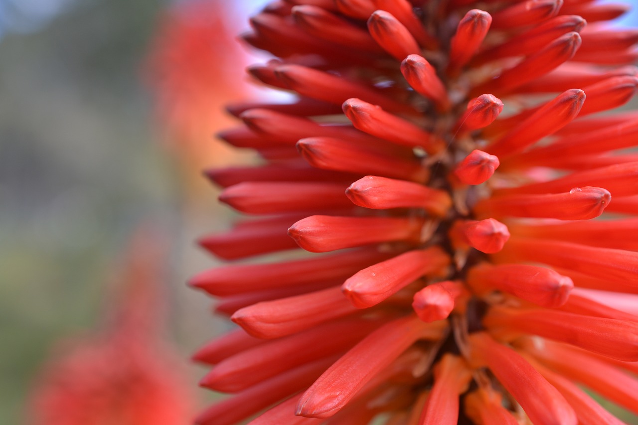 flower colombia red free photo