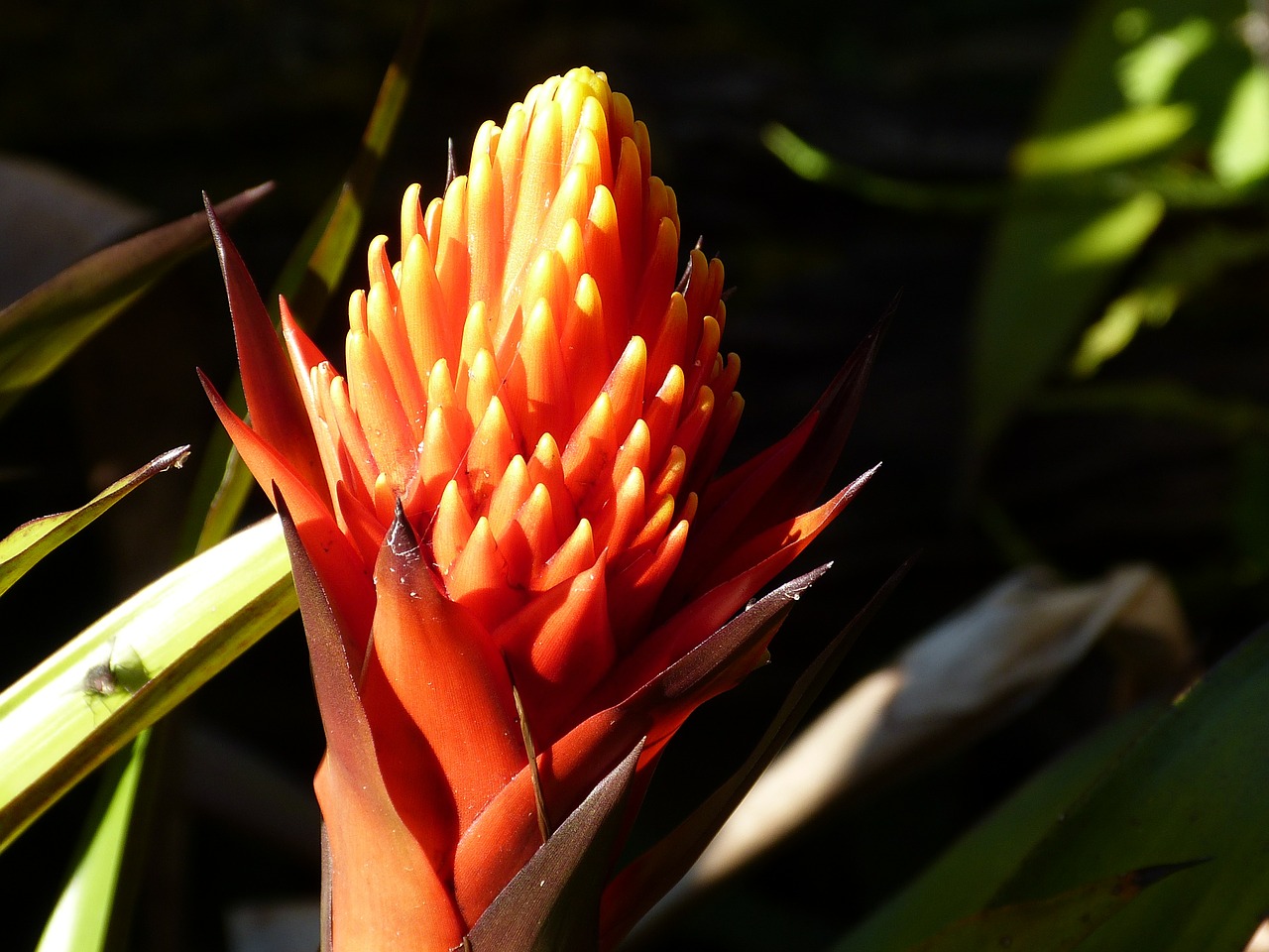 blossom bloom tropical free photo