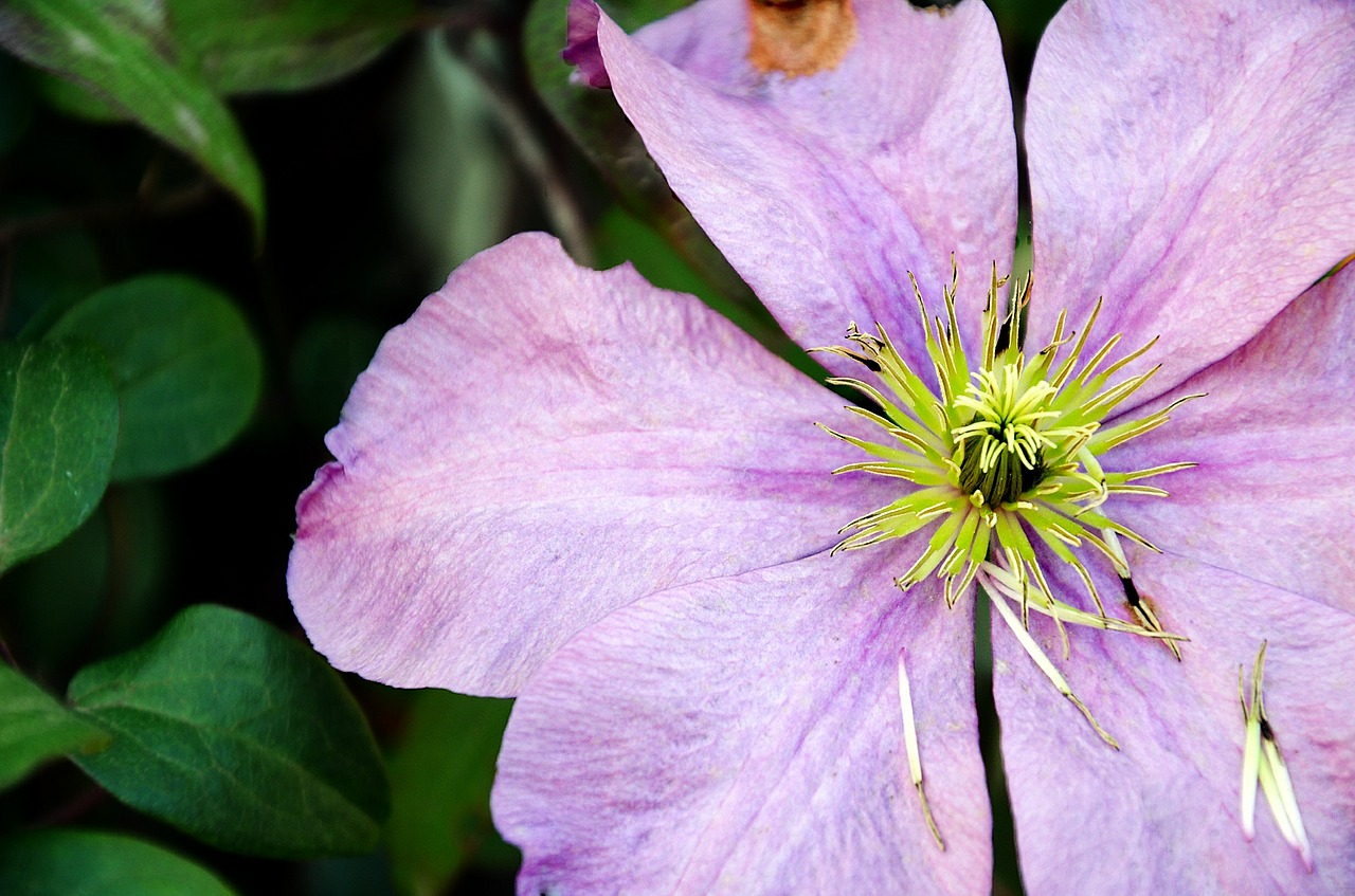 flower purple macro free photo