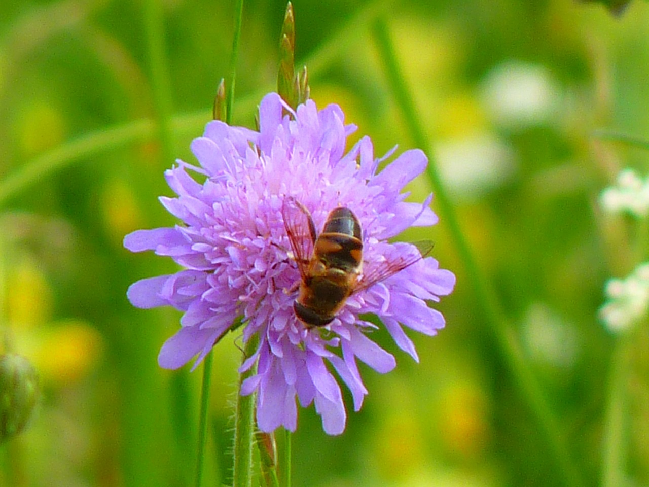 flower plant purple free photo