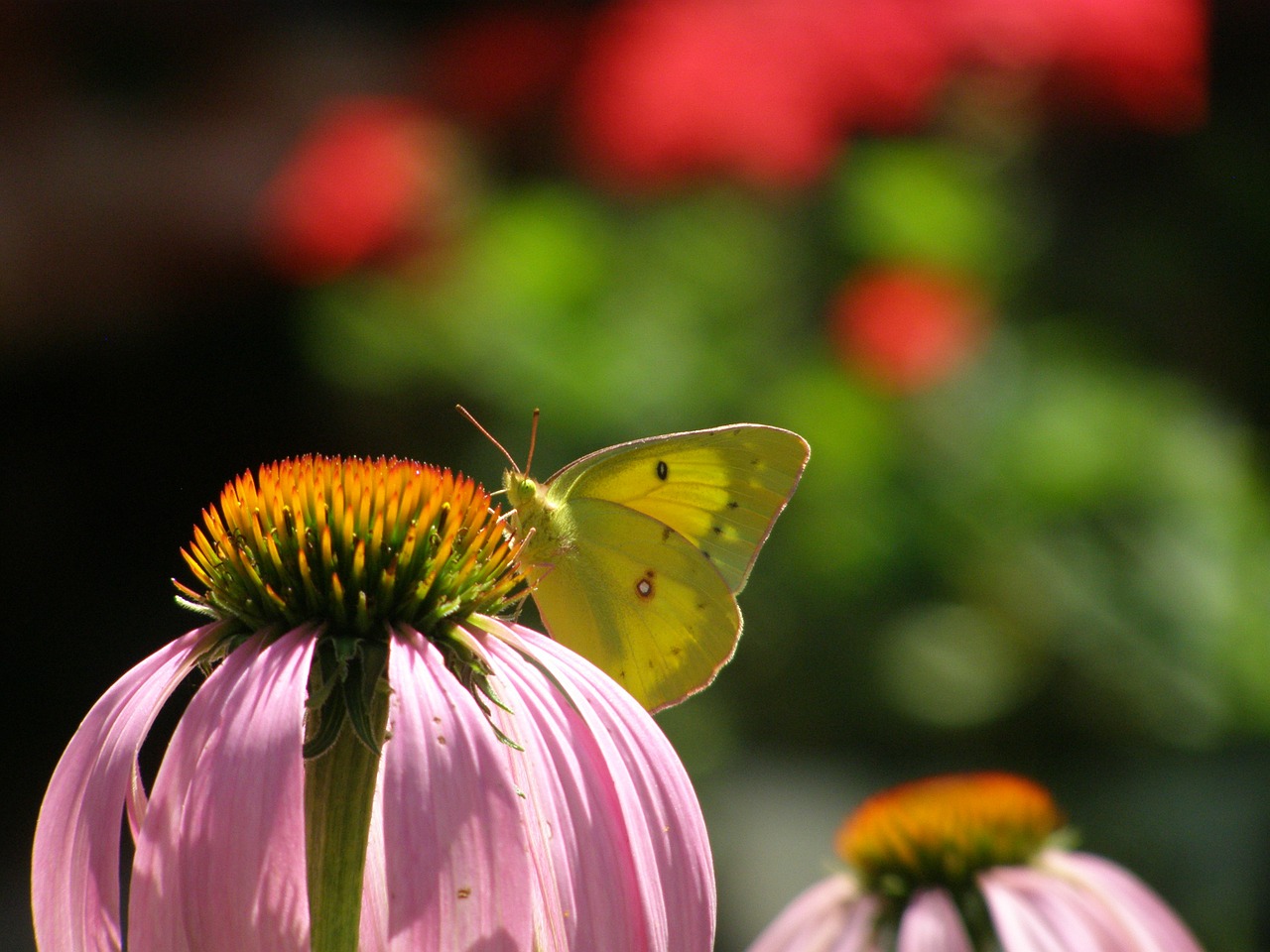 flower butterfly pink free photo