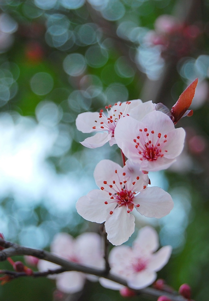 flower beautiful sakura free photo