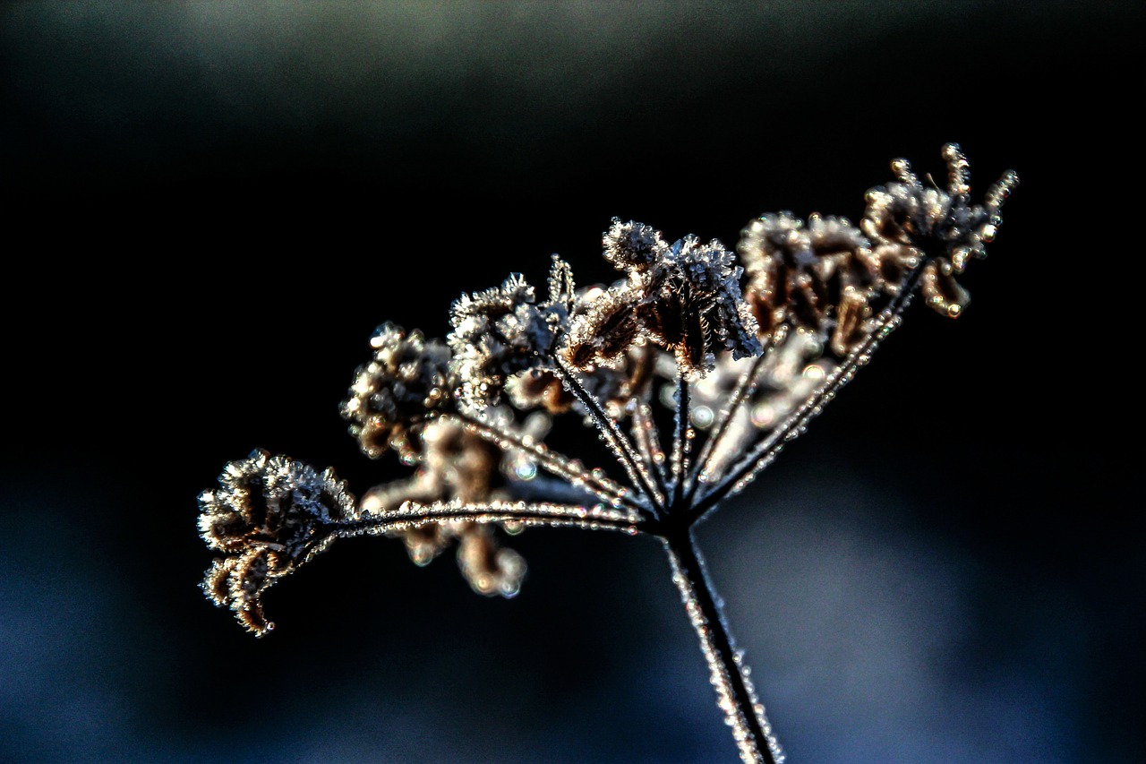 flower plant winter free photo