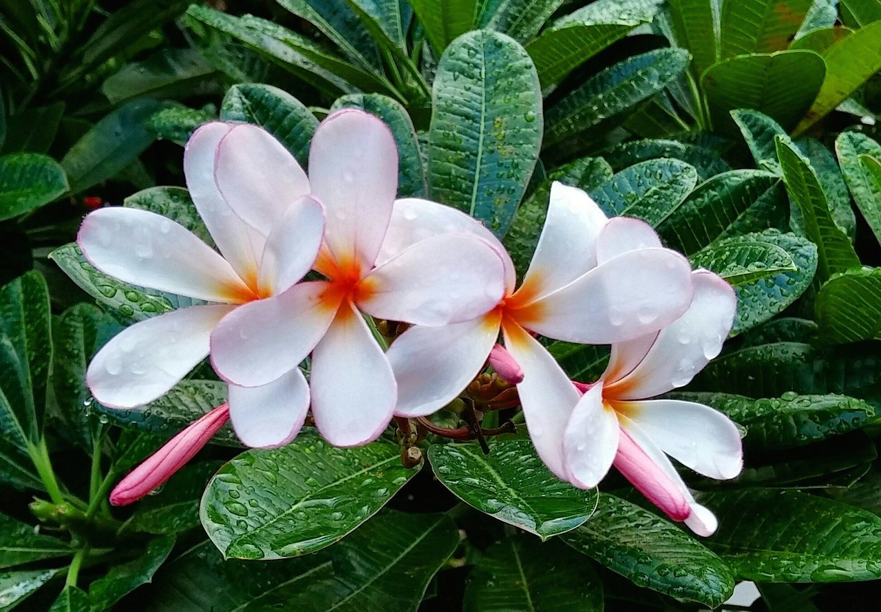 flower dew rain free photo