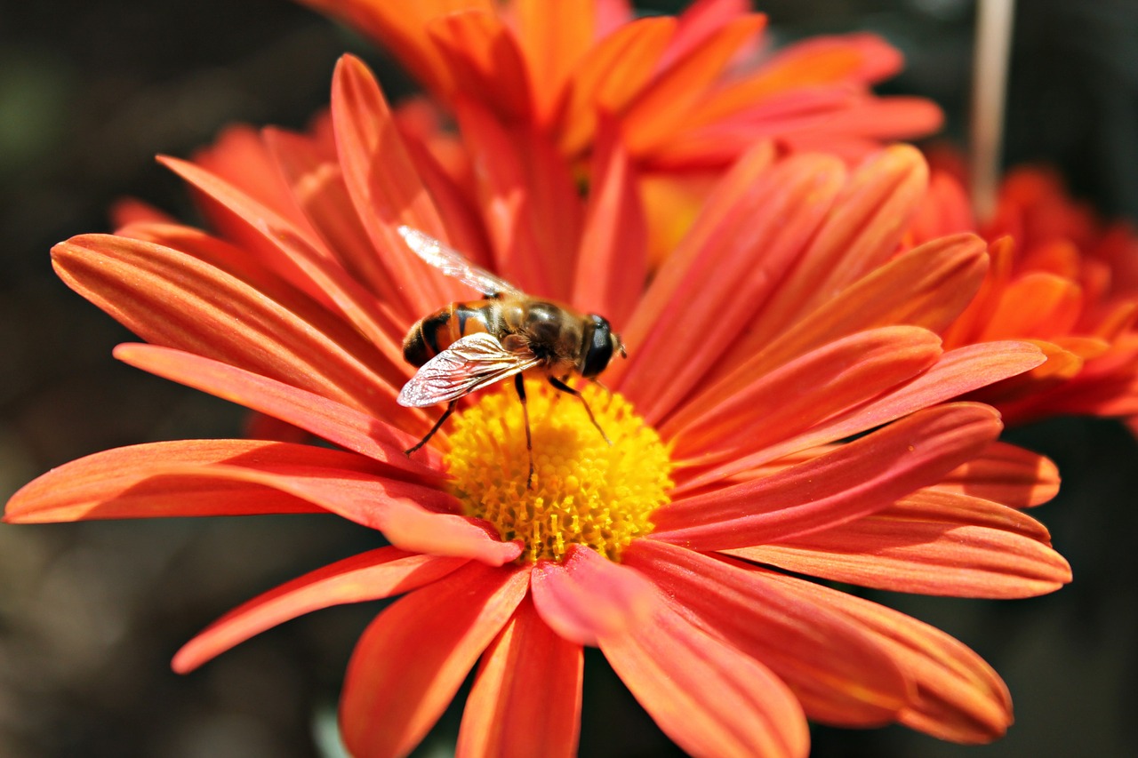 flower bee nectar free photo