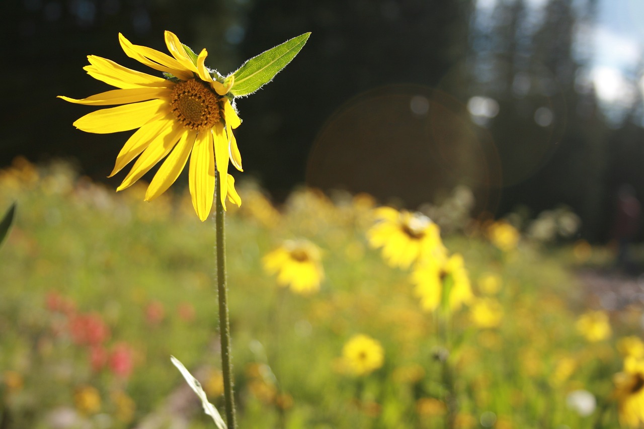 flower yellow nature free photo