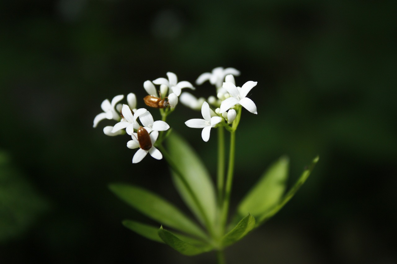 flower white flower wildflower free photo