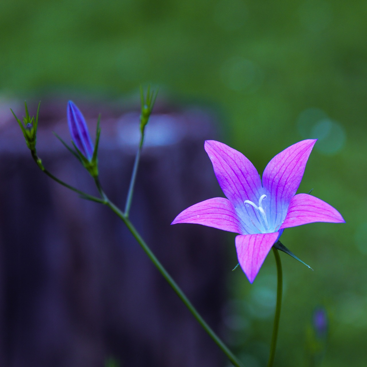 flower purple floral free photo