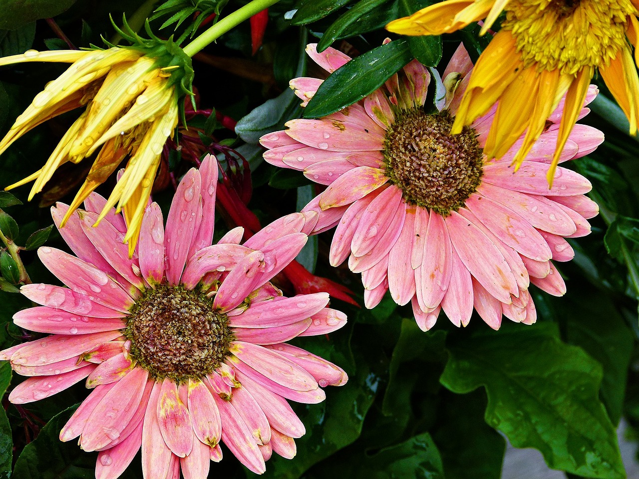 flower gerbera pink free photo