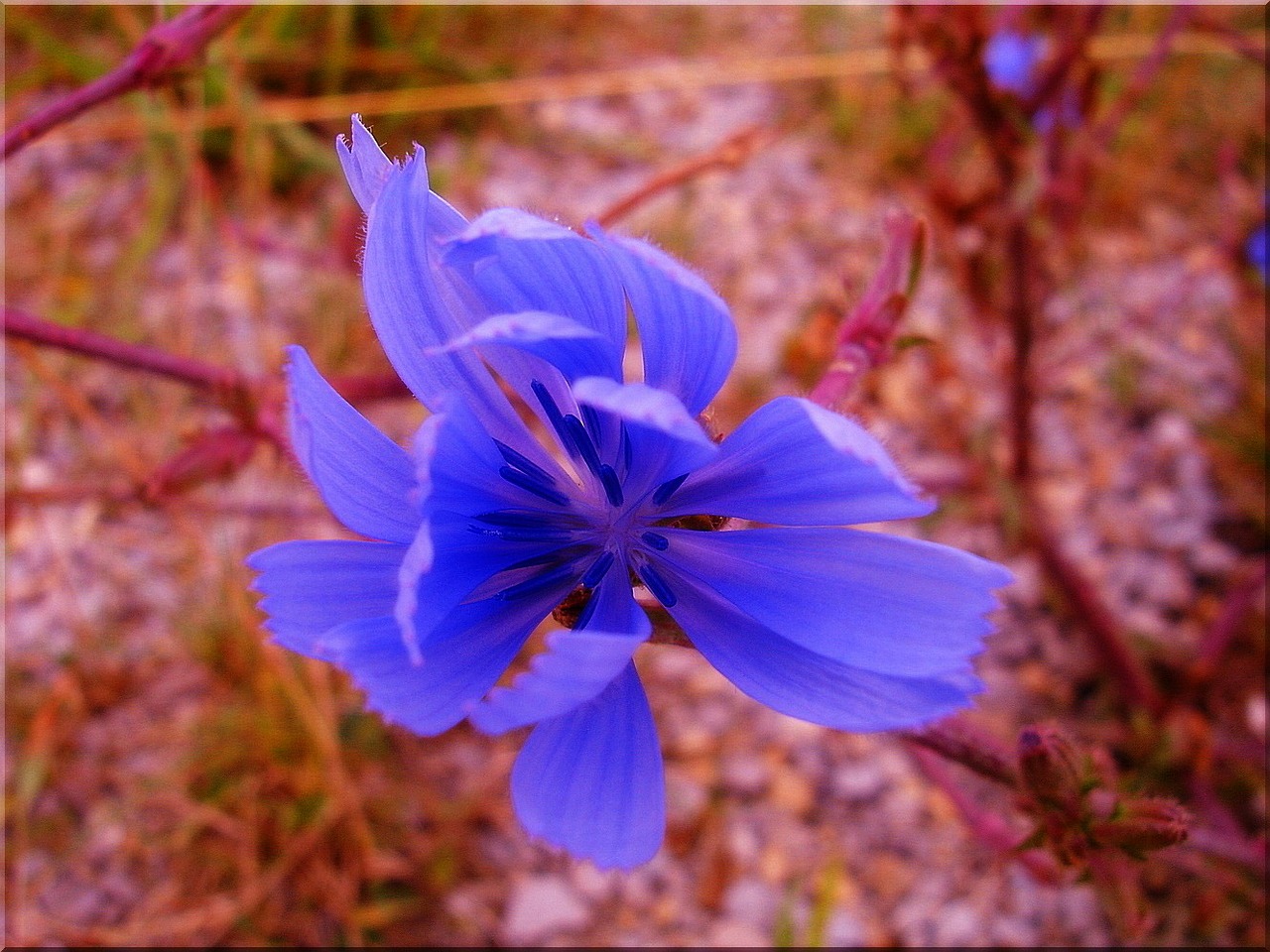 flower red blue summer close up view free photo