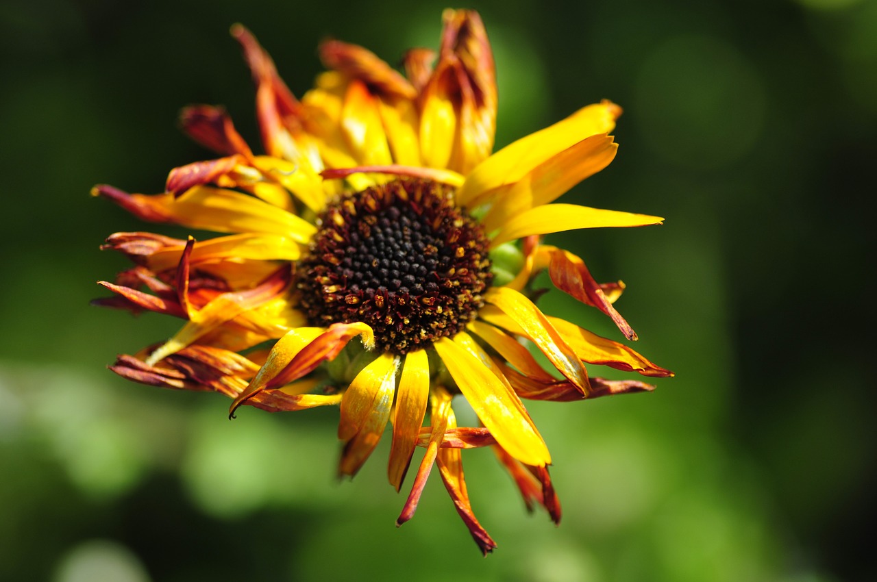 flower green yellow free photo