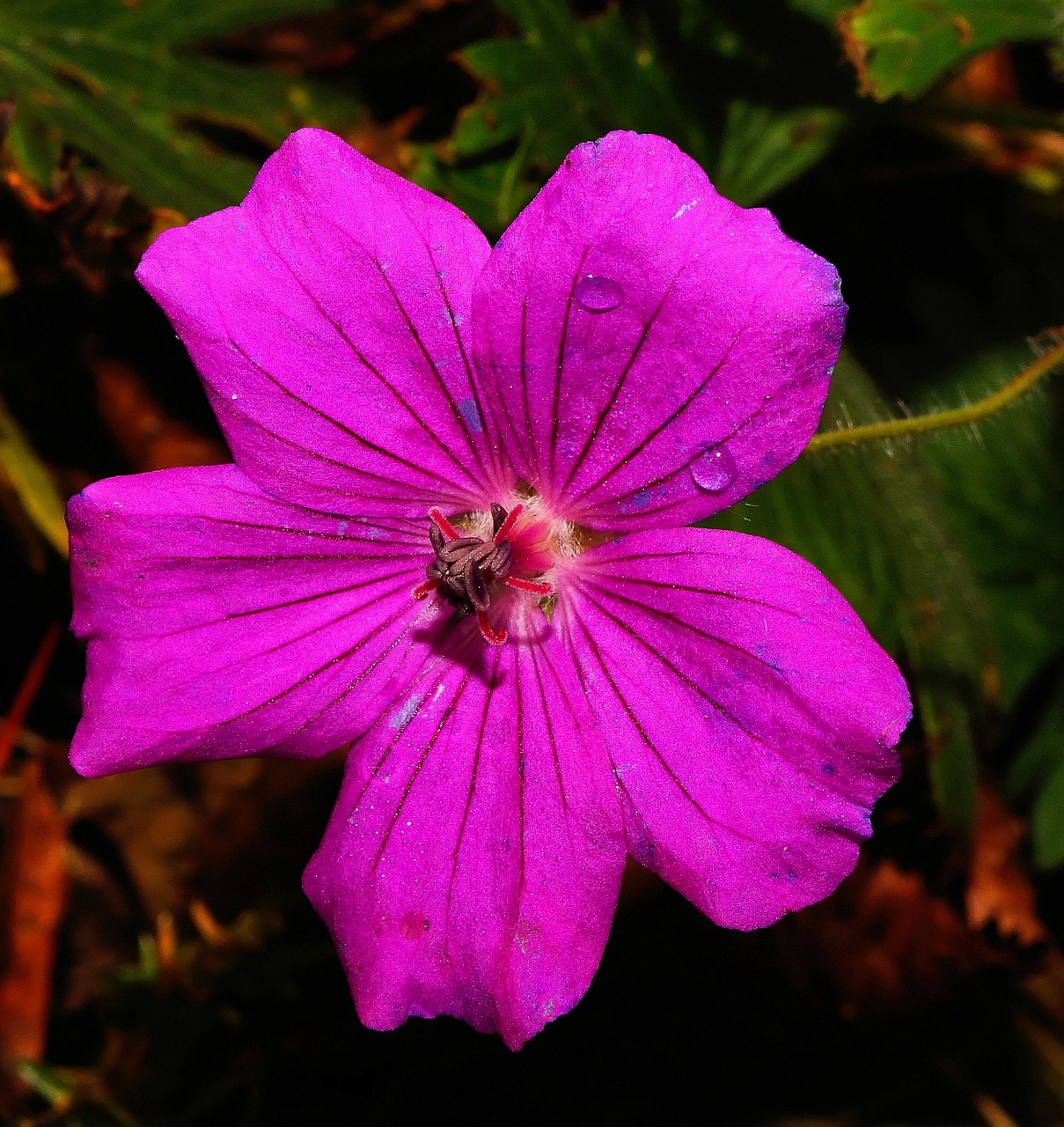 flower blossom bloom free photo