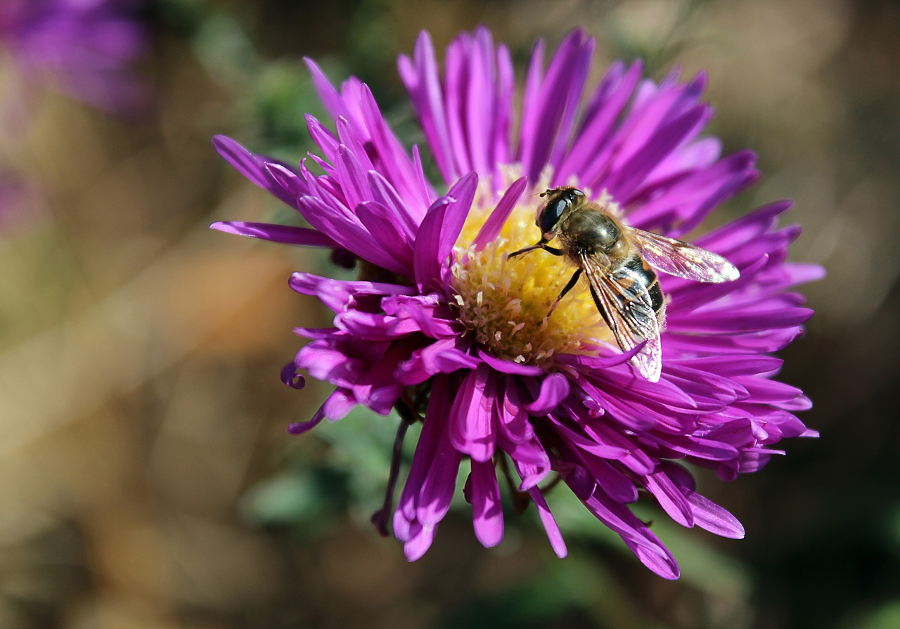 flower bee purple free photo