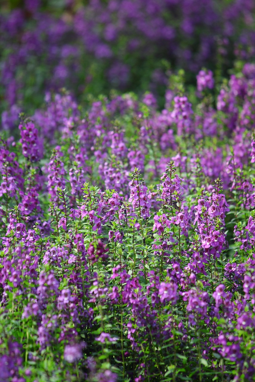 flower purple plant free photo