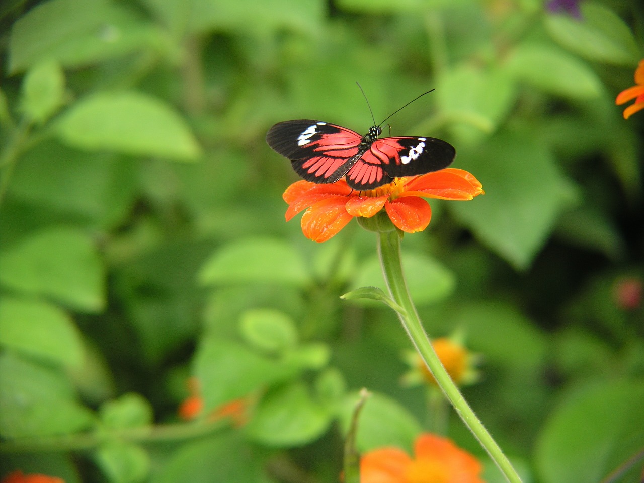 flower butterfly flora free photo