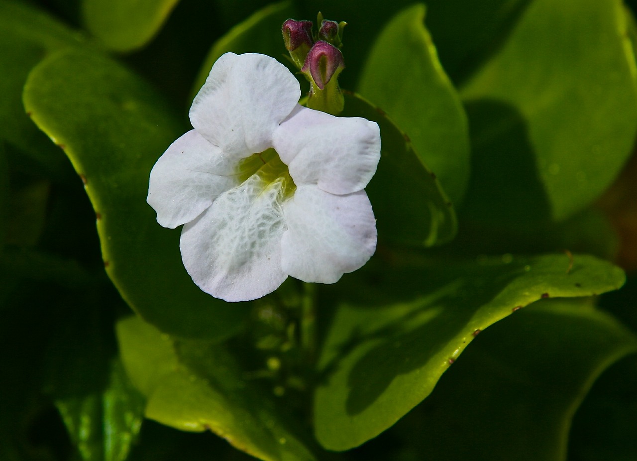 flower plant nature free photo