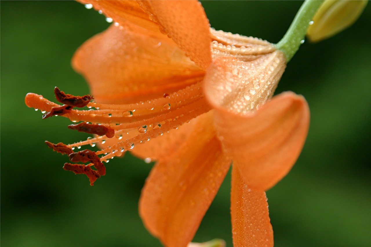 flower orange petals free photo