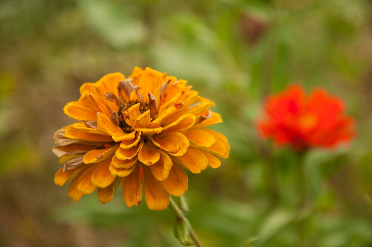 flower plant material free photo